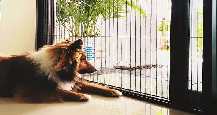 Sliding Screen Pet Door Repair in Maitland, FL